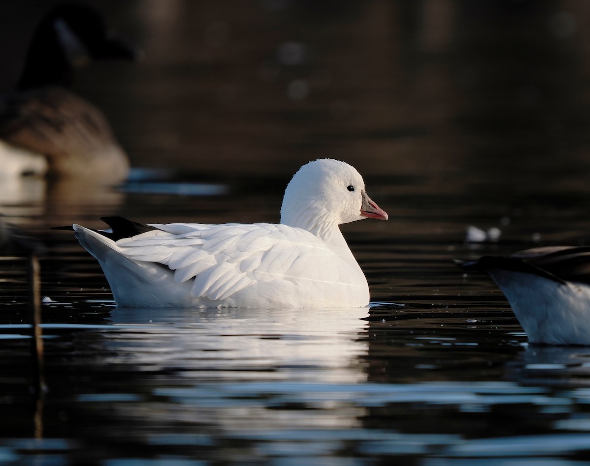 אווז קנדי - ML644587240