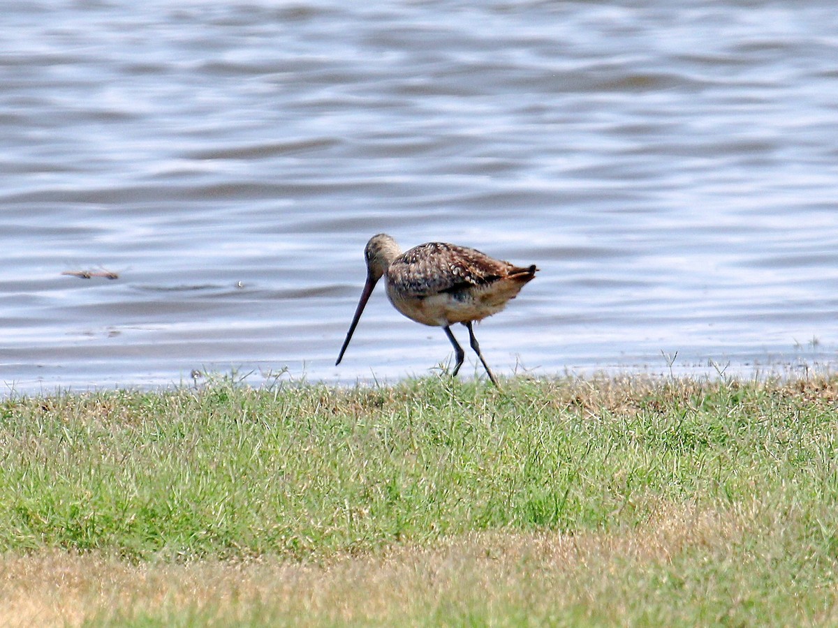 Кульон американський - ML644587243