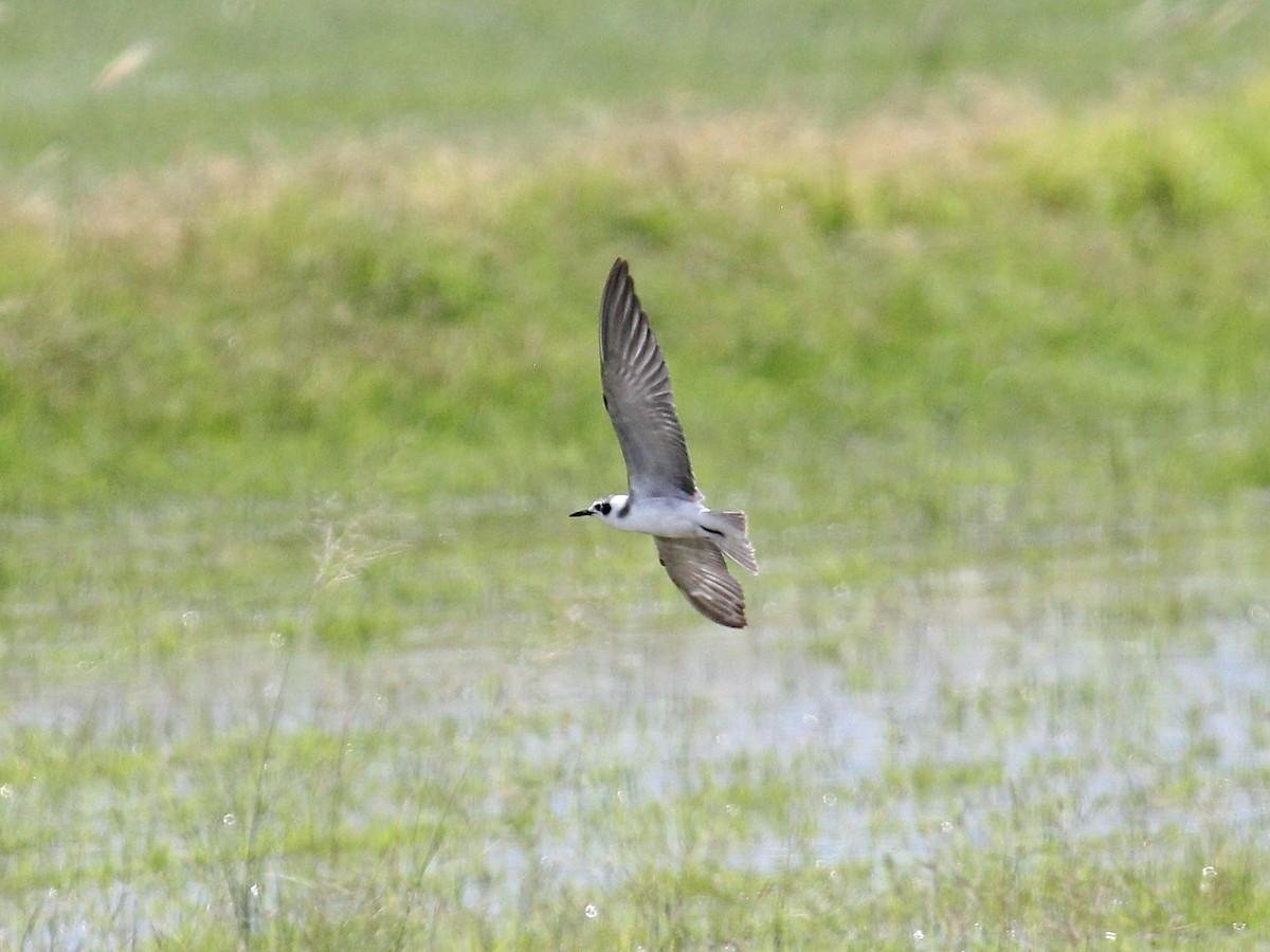 Guifette noire - ML644587248