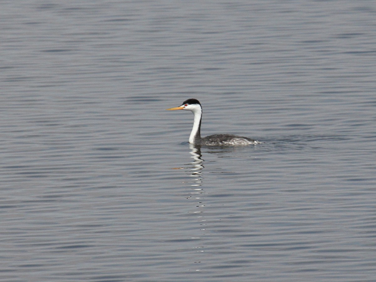 Achichilique de Clark - ML644587253