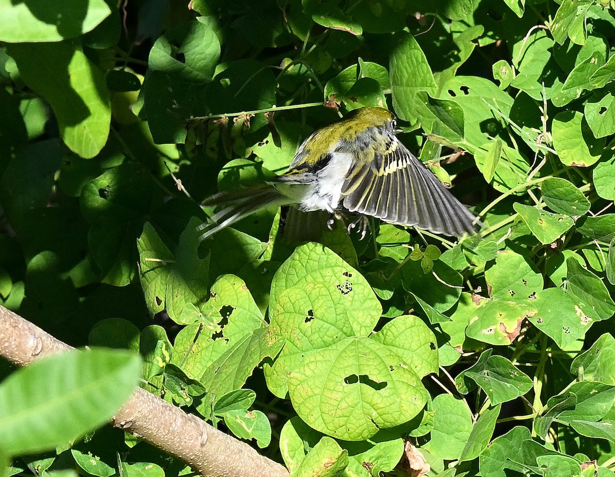 Chestnut-sided Warbler - ML644587257