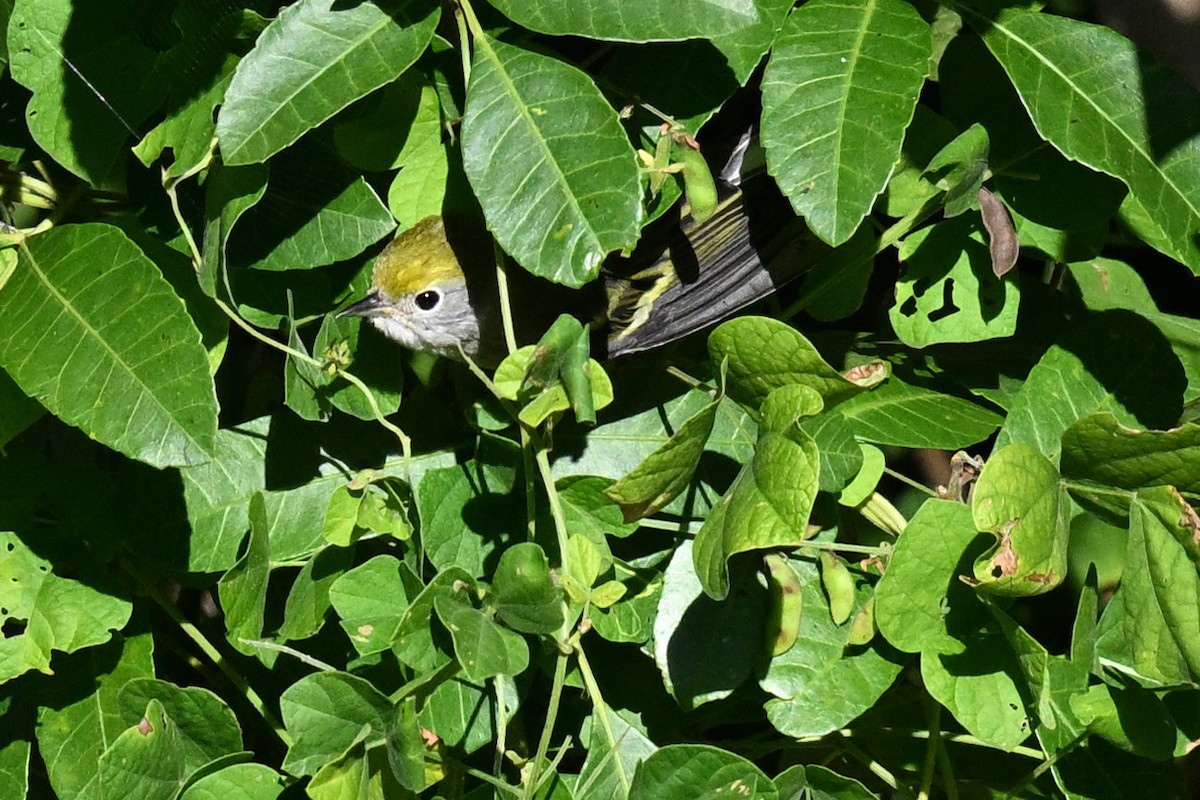 Chestnut-sided Warbler - ML644587258