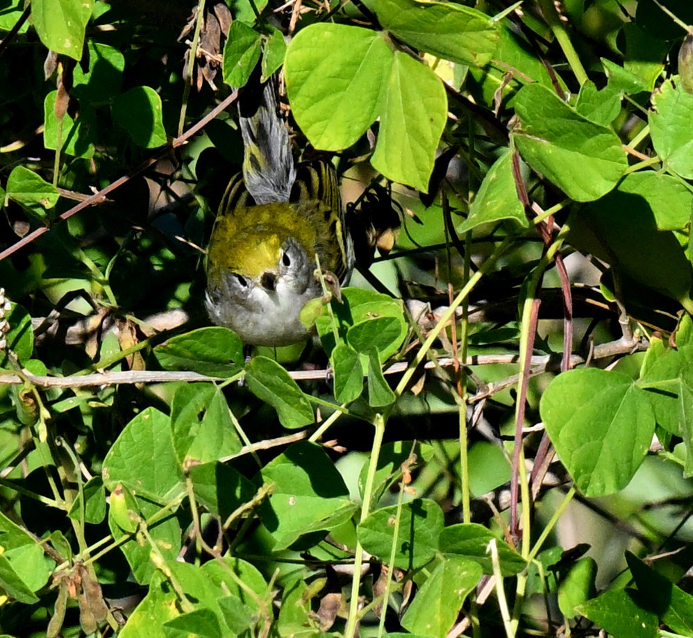 Chestnut-sided Warbler - ML644587259