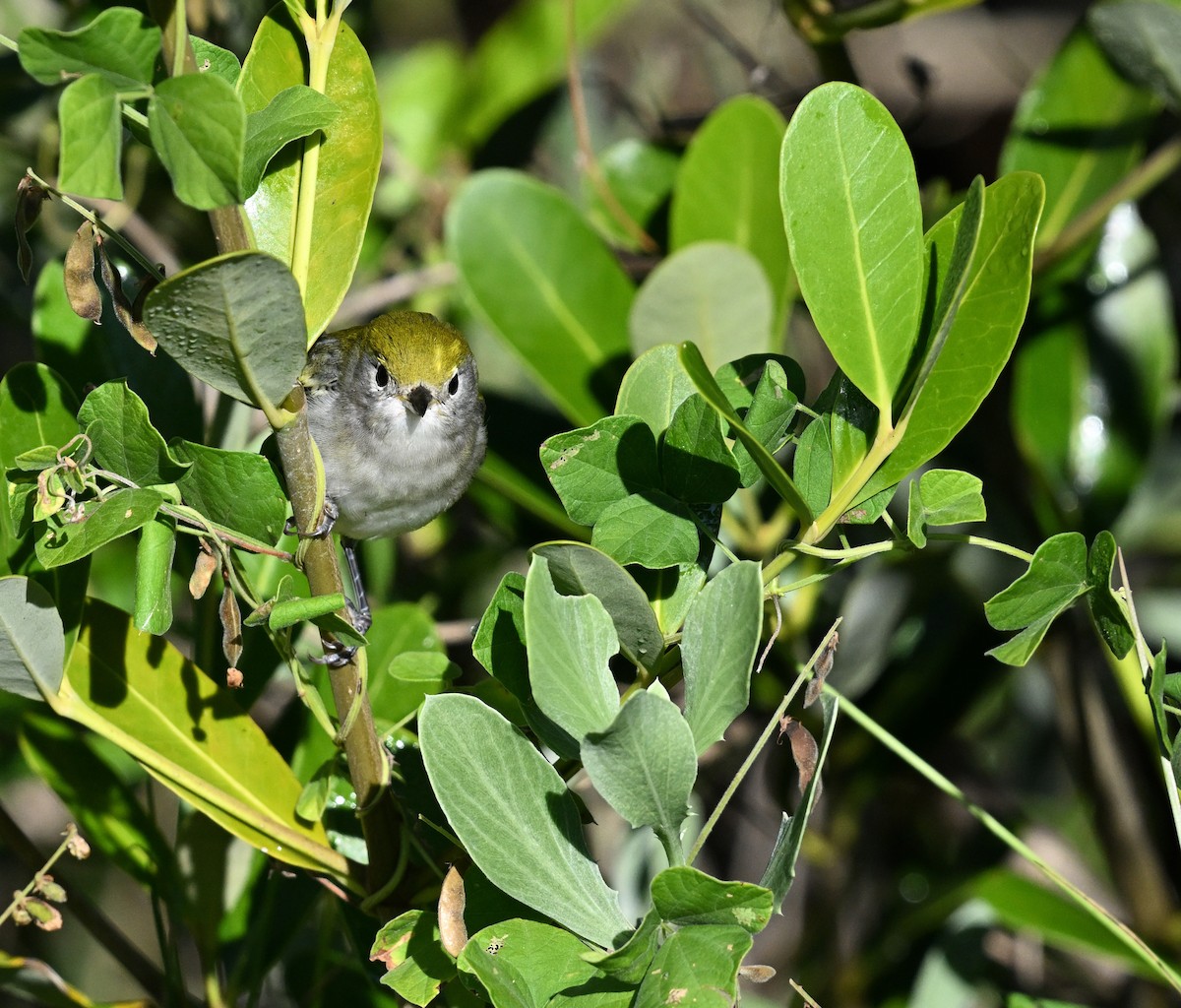 Chestnut-sided Warbler - ML644587260