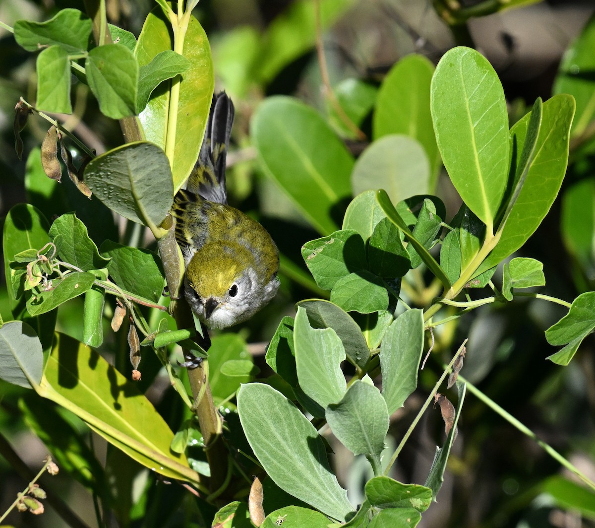 Chestnut-sided Warbler - ML644587261