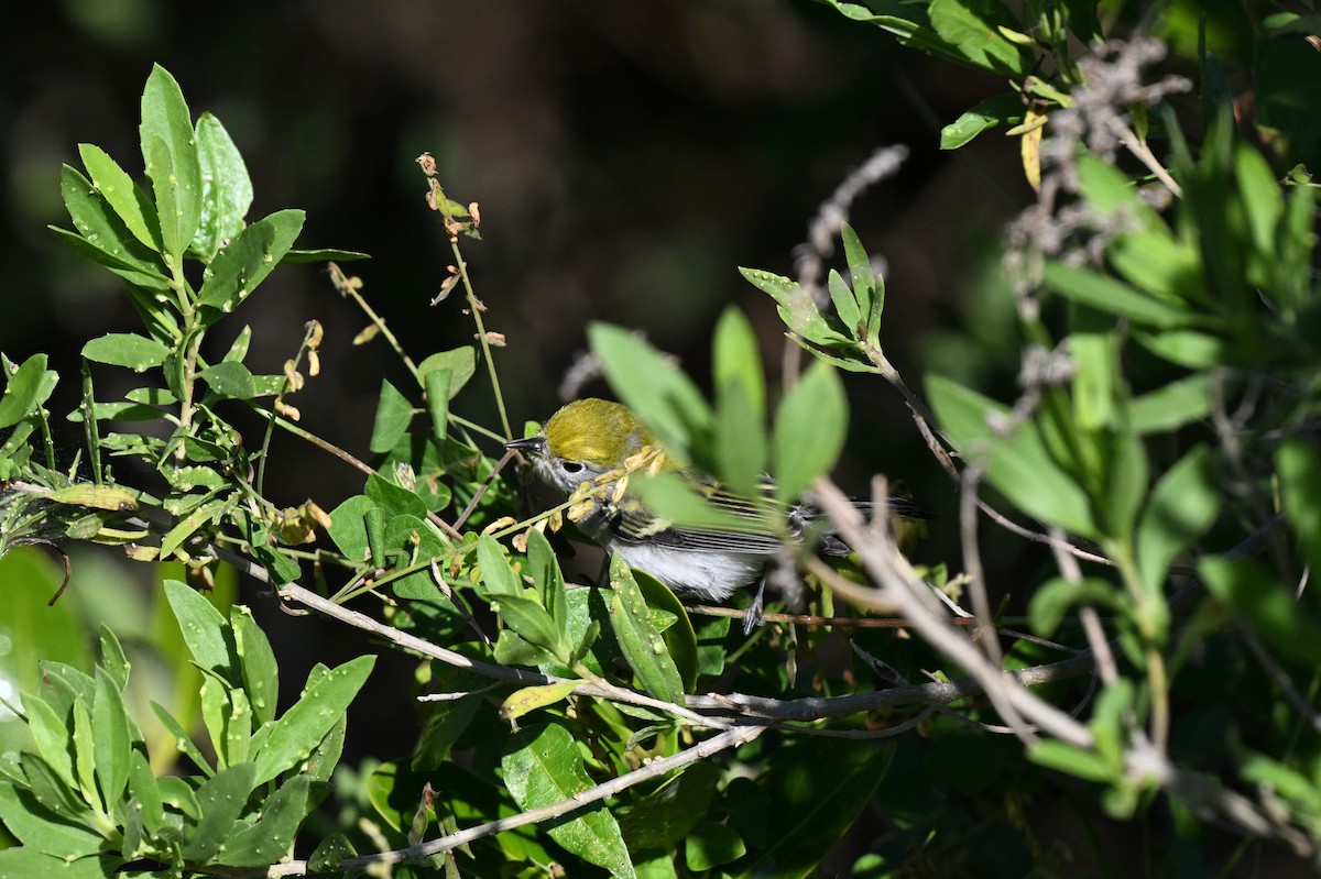 Chestnut-sided Warbler - ML644587262