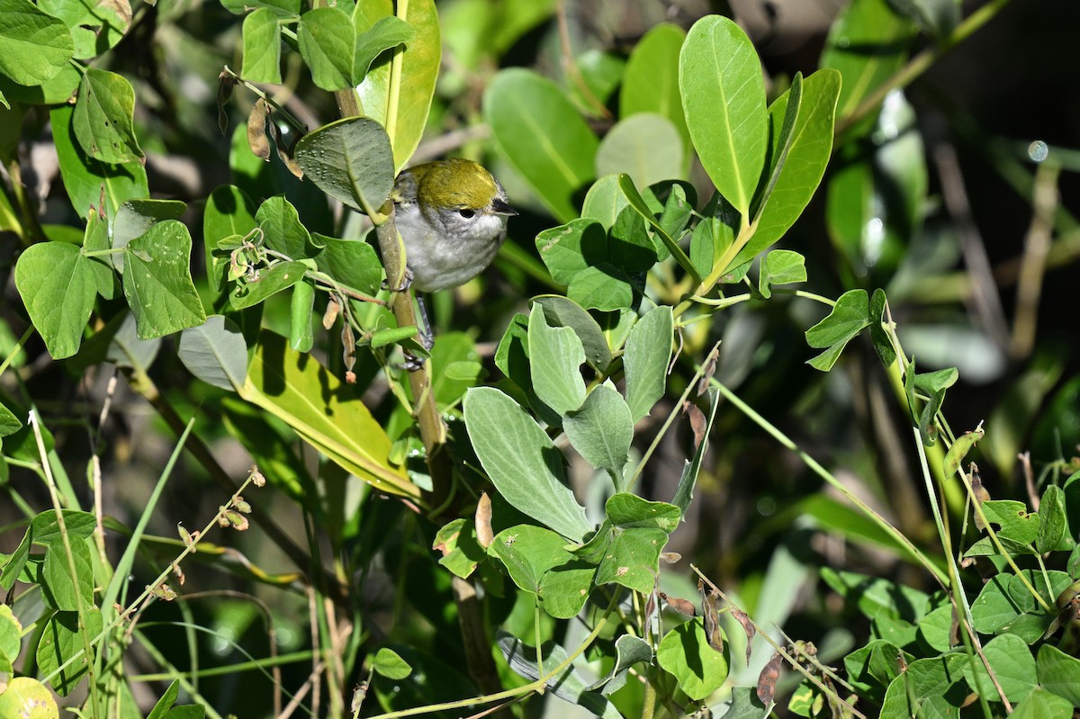 Chestnut-sided Warbler - ML644587263