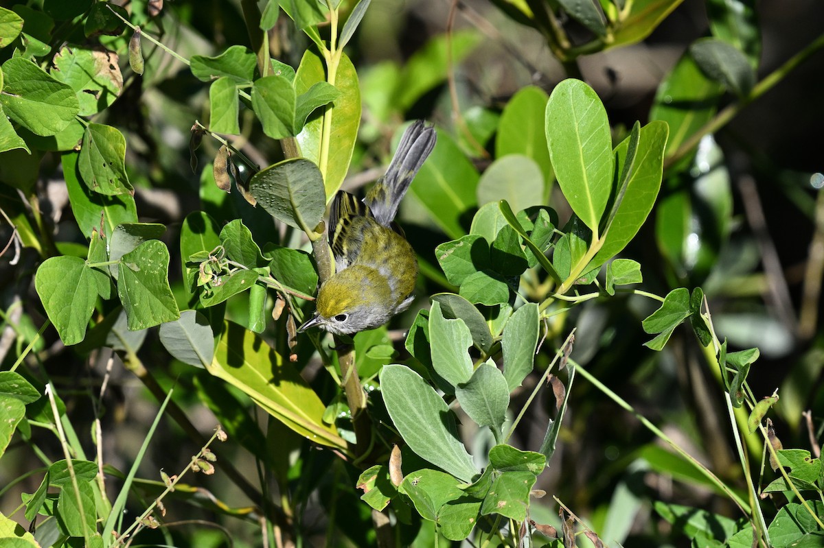 Chestnut-sided Warbler - ML644587264