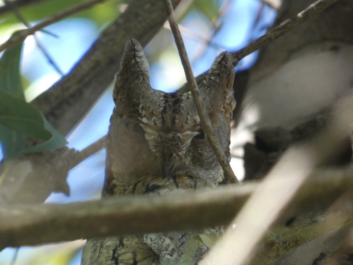 dverghornugle - ML644587266