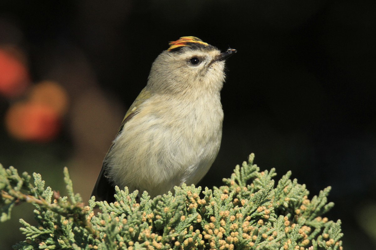 Golden-crowned Kinglet - ML644587276