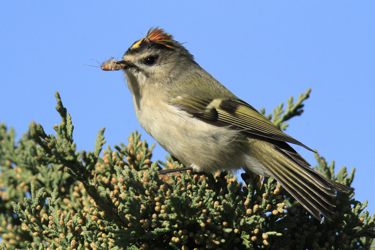 Golden-crowned Kinglet - ML644587277