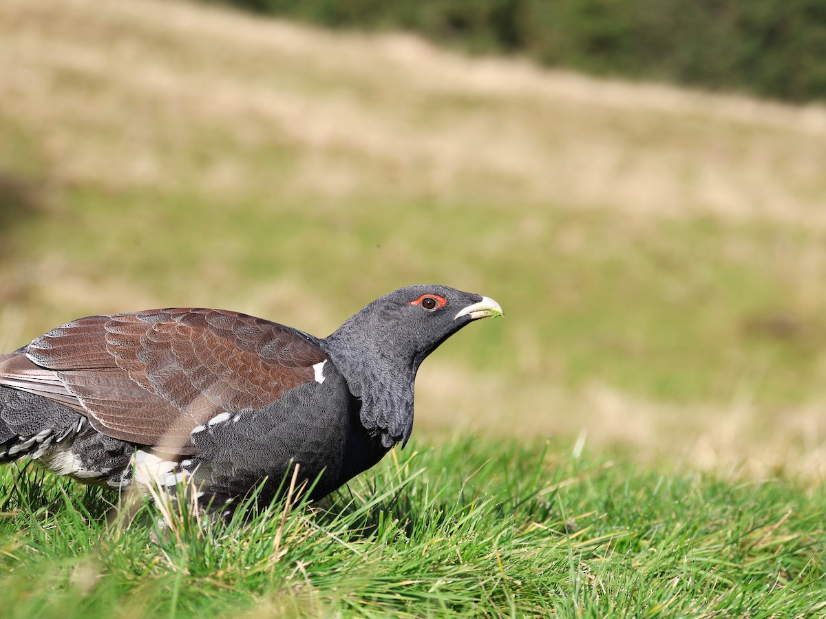 tetřev hlušec - ML644587281