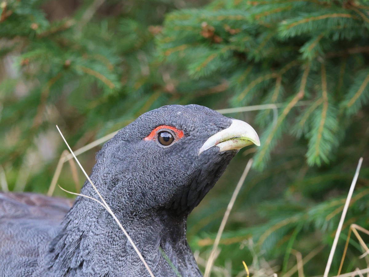 tetřev hlušec - ML644587287