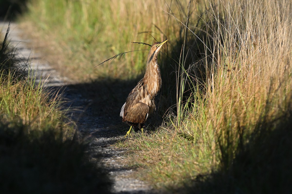 Бугай американський - ML644587293
