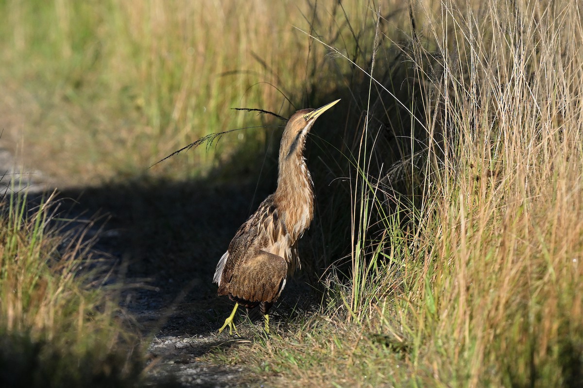 Бугай американський - ML644587294
