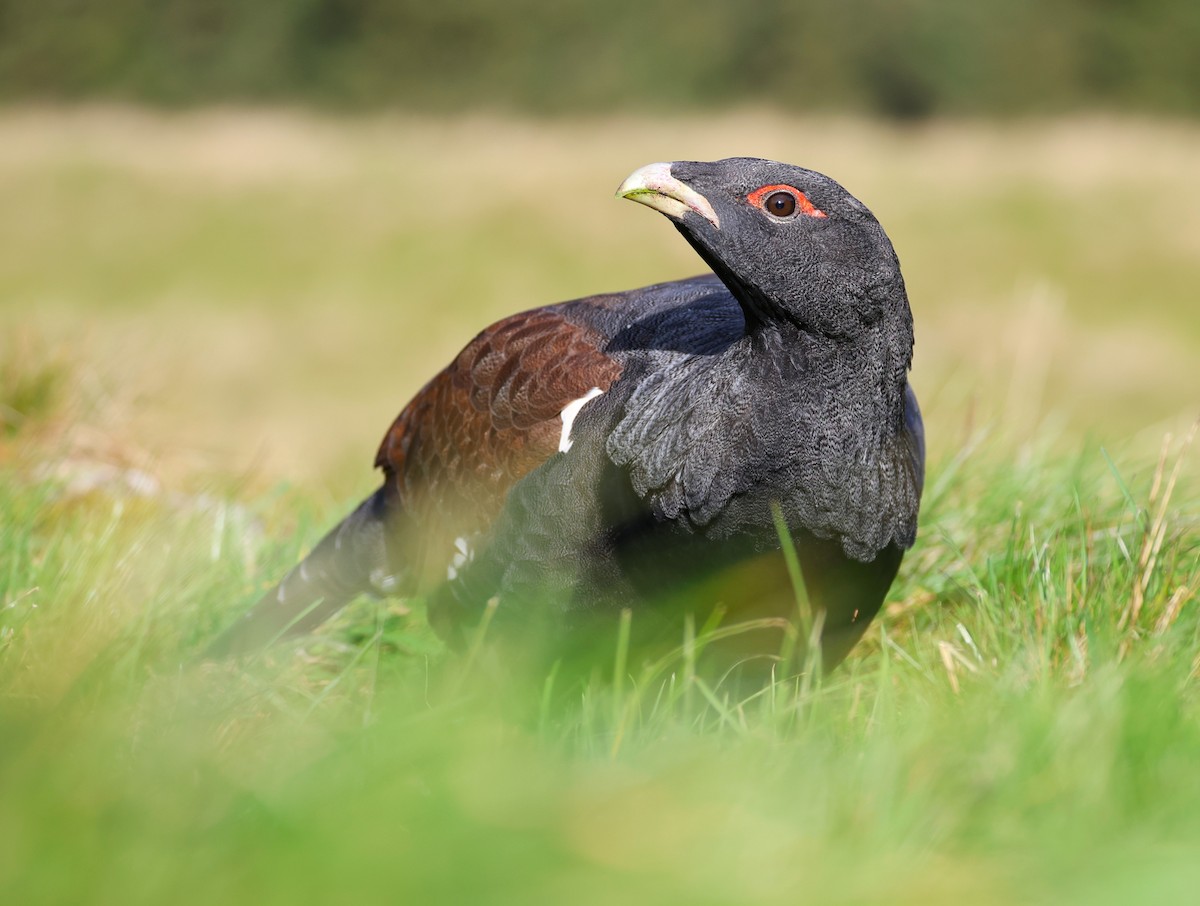 tetřev hlušec - ML644587295