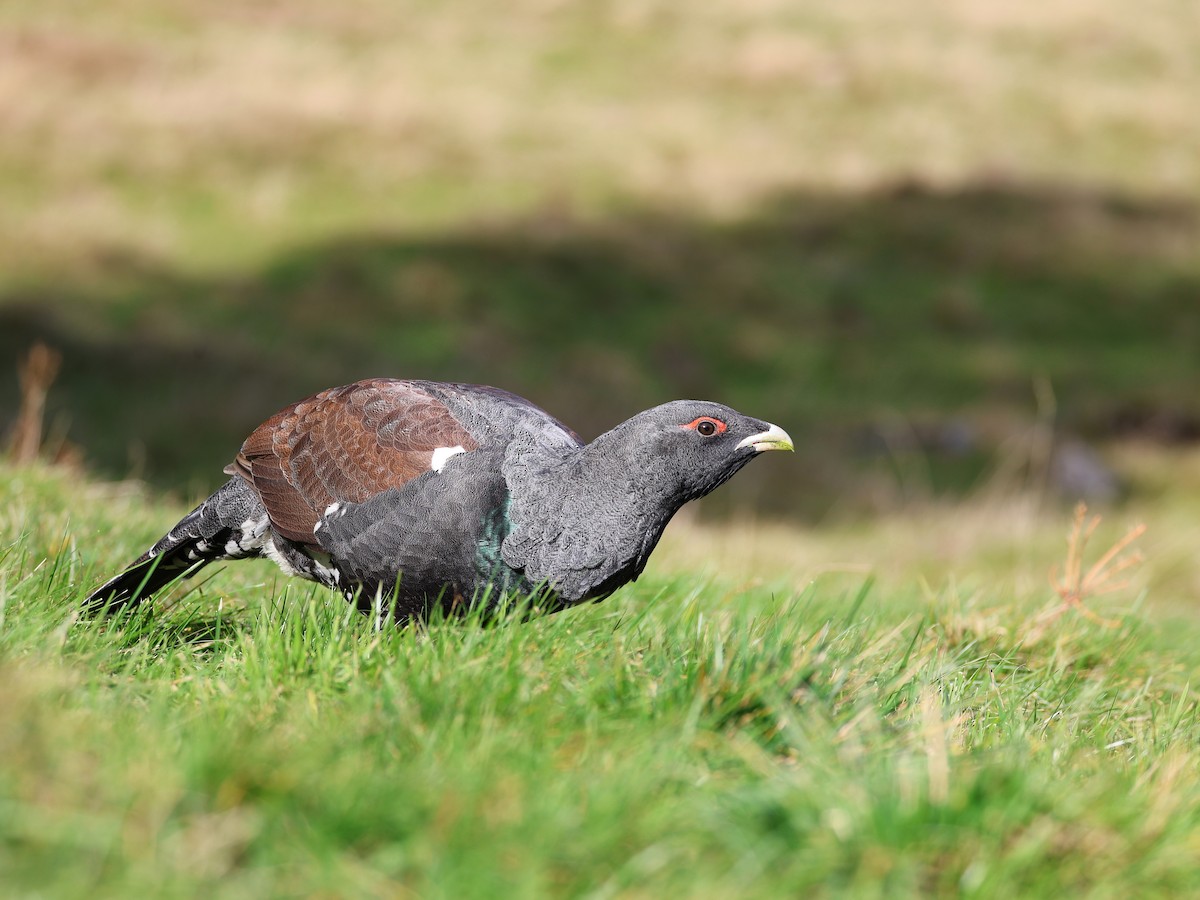 tetřev hlušec - ML644587297