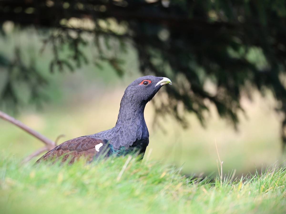 tetřev hlušec - ML644587299