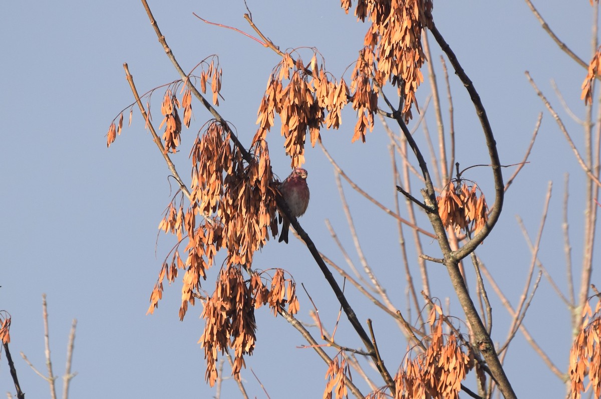 Purple Finch - ML644587301