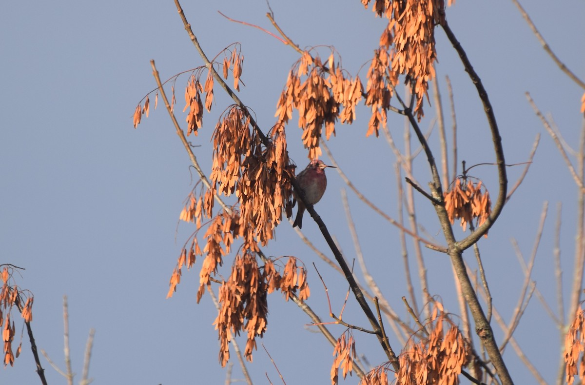 Purple Finch - ML644587302