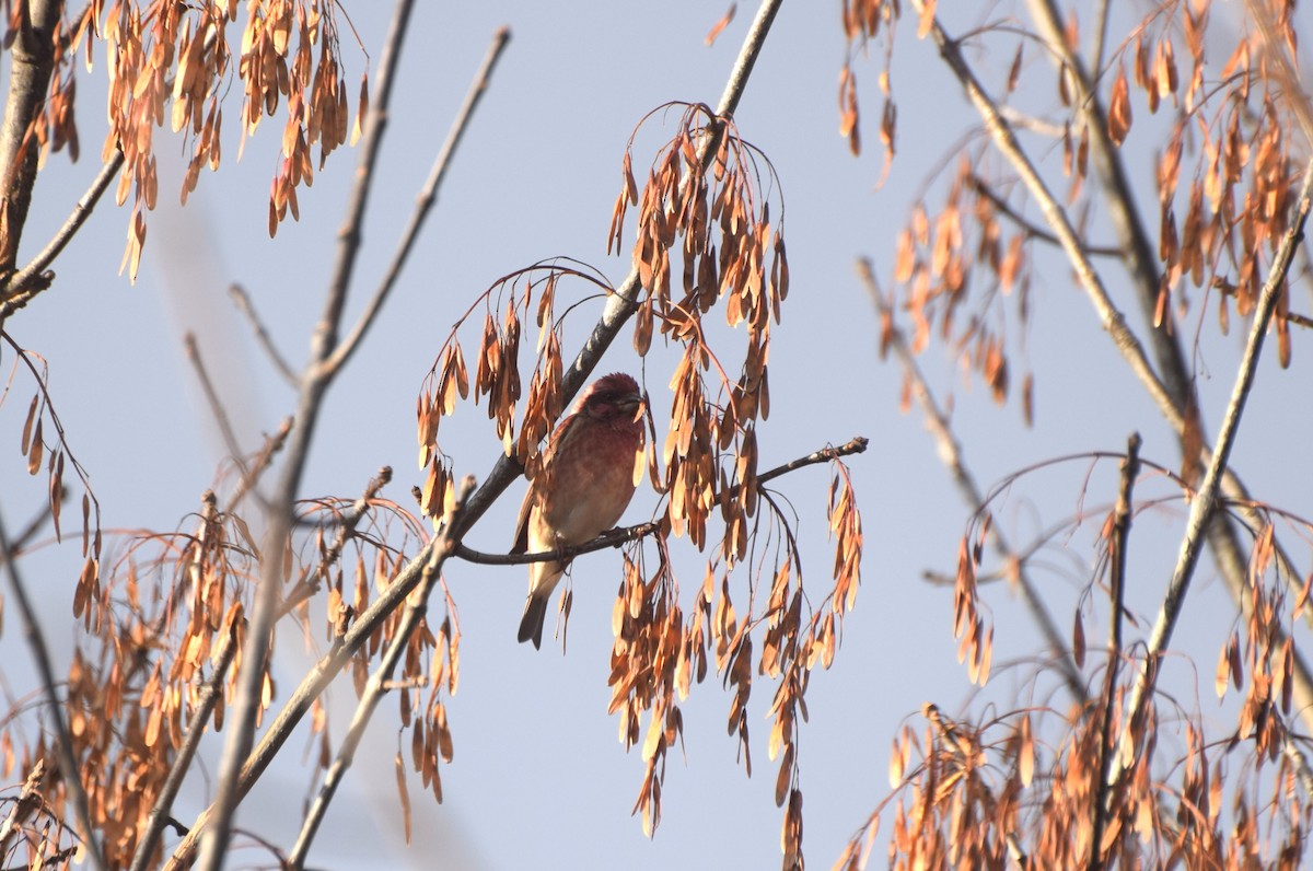 Purple Finch - ML644587304