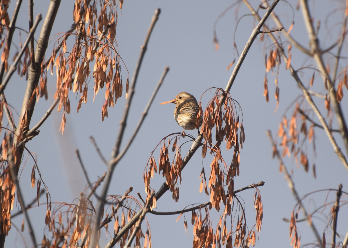 Purple Finch - ML644587305