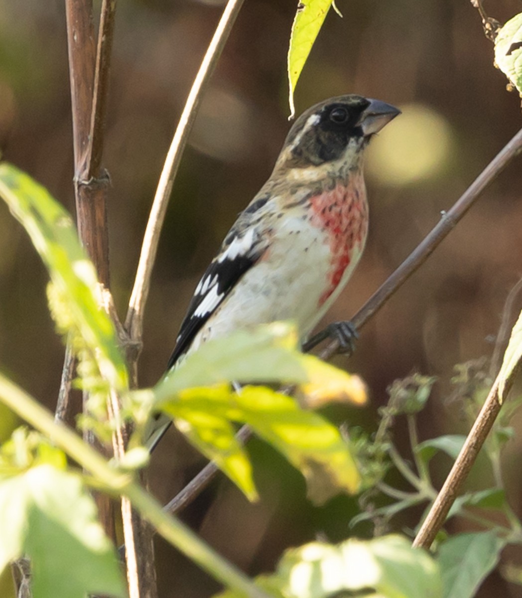 rosenbrysttykknebb - ML644587306