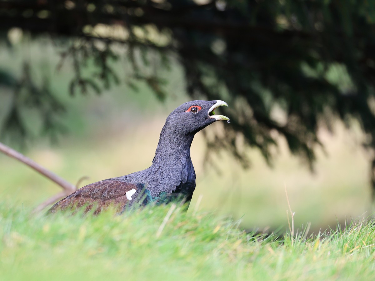 tetřev hlušec - ML644587308