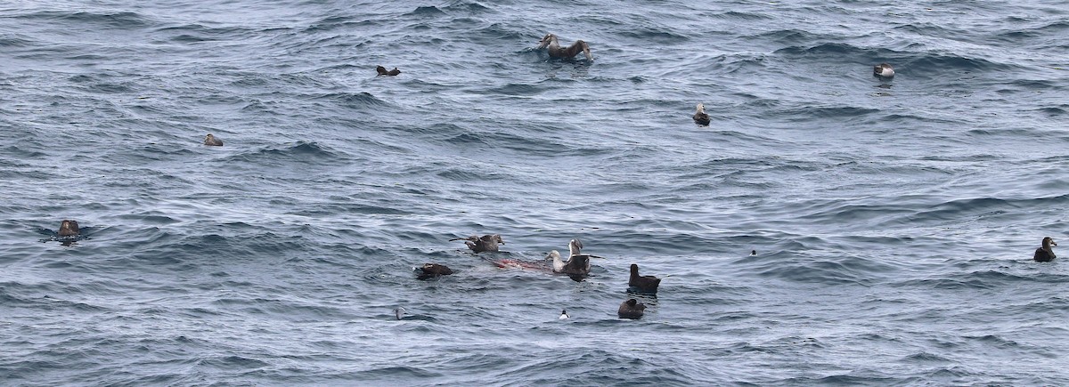 Northern Giant-Petrel - ML644587309