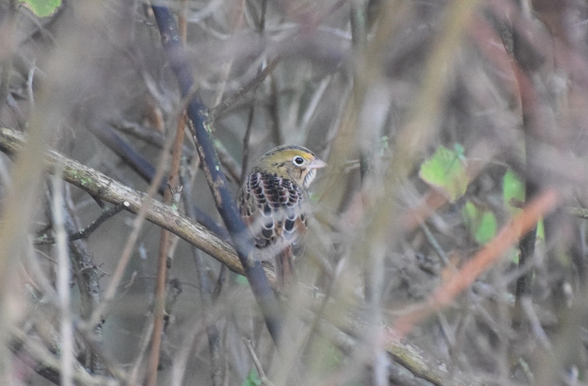 Henslow's Sparrow - ML644587325
