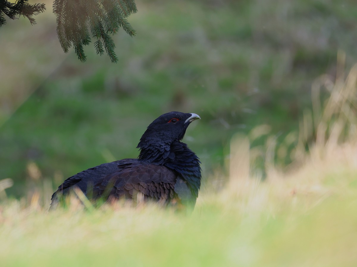 tetřev hlušec - ML644587326