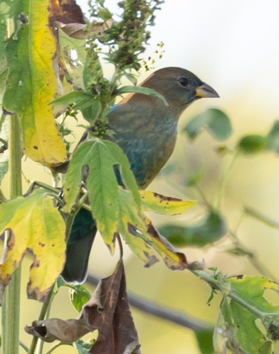 Passerin indigo - ML644587327