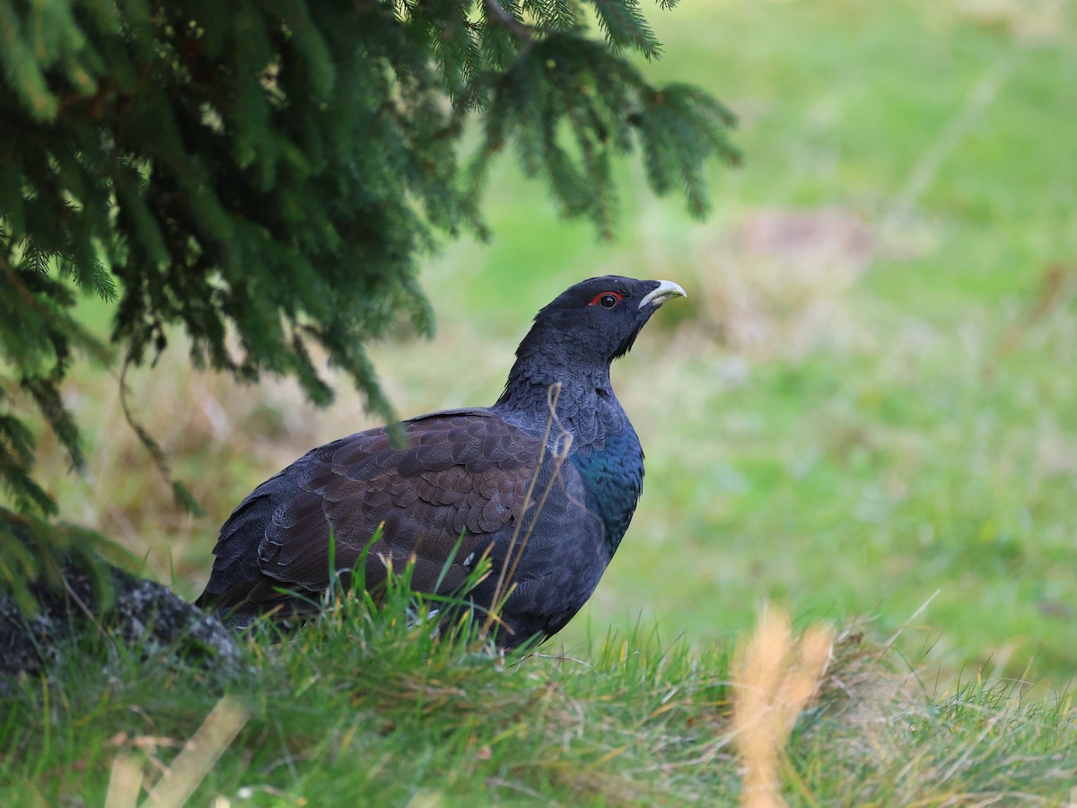 tetřev hlušec - ML644587330