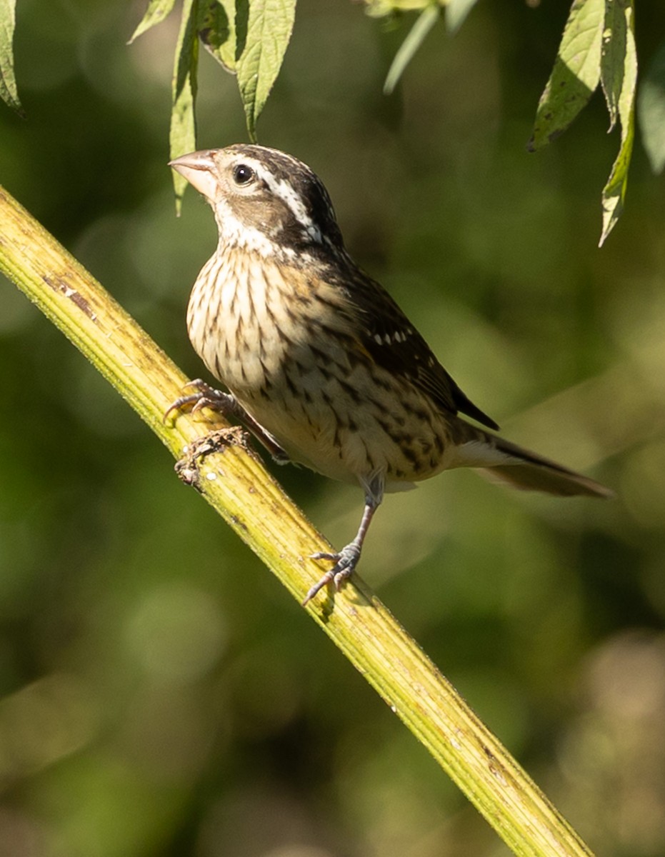 rosenbrysttykknebb - ML644587335