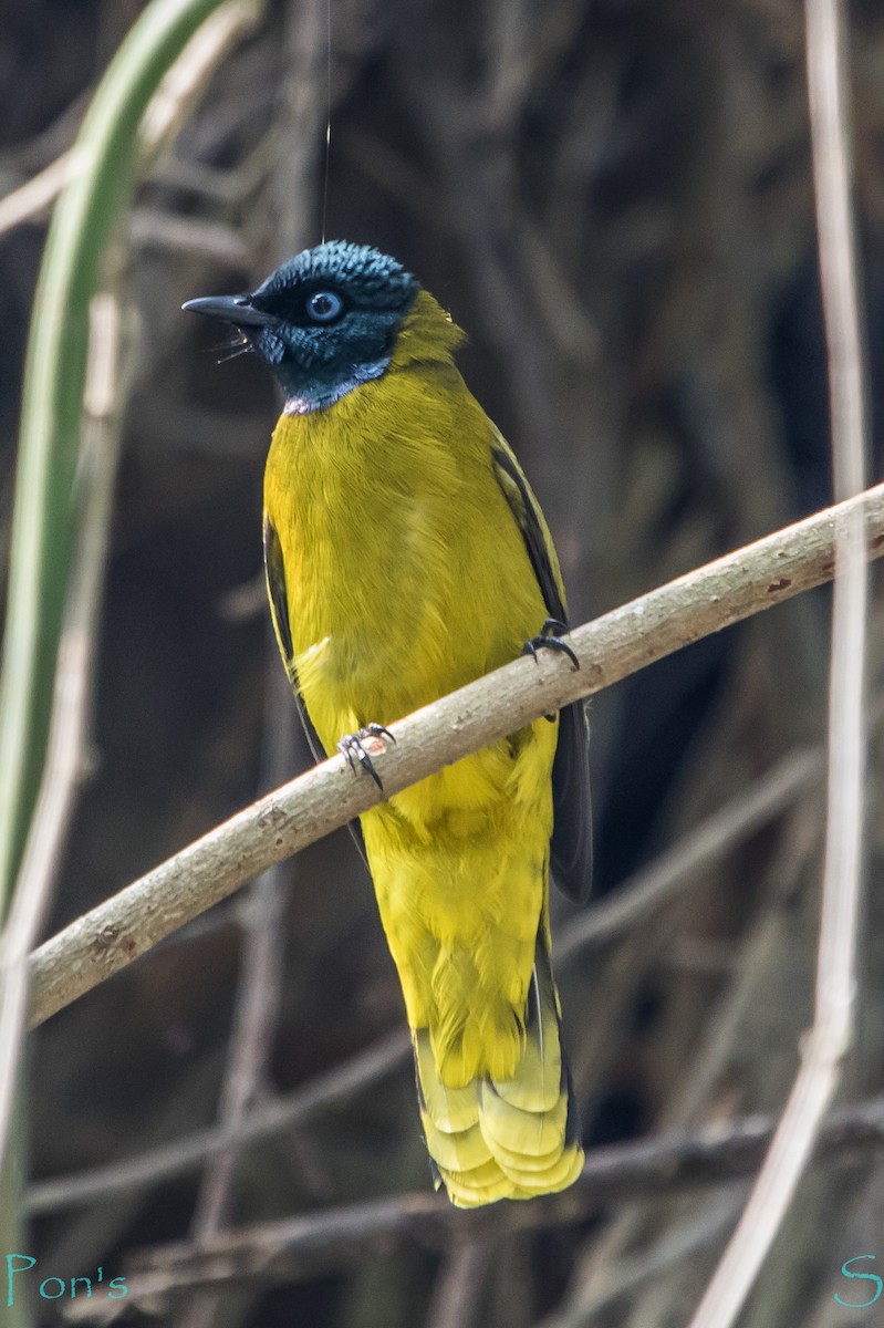 ズグロヒヨドリ - ML644587336