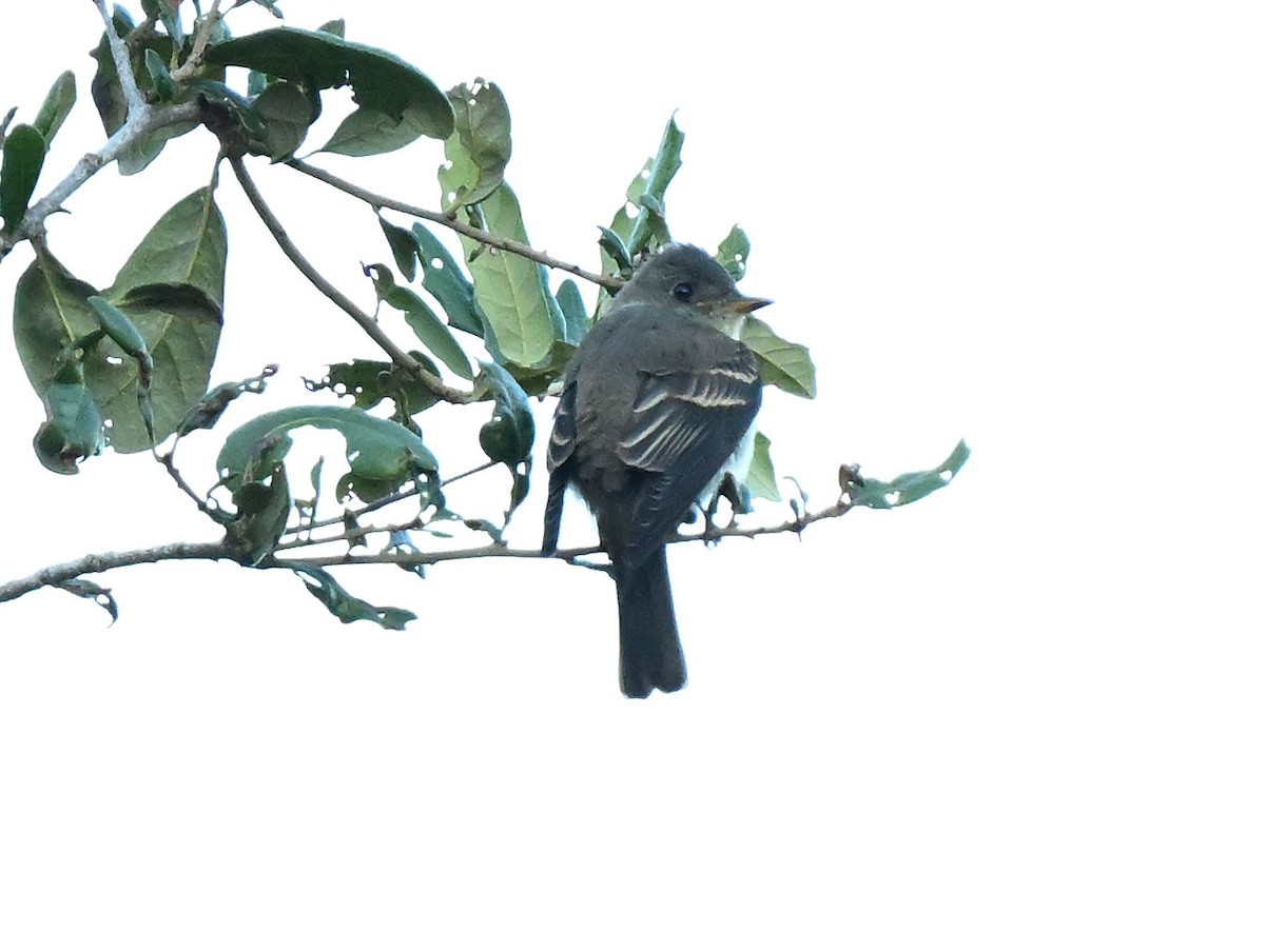 Hellbauch-Schnäppertyrann - ML644587337