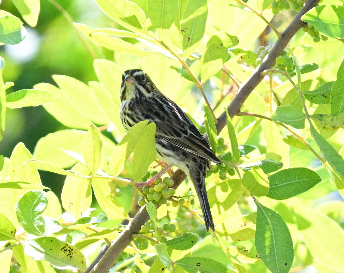 Savannah Sparrow - ML644587344