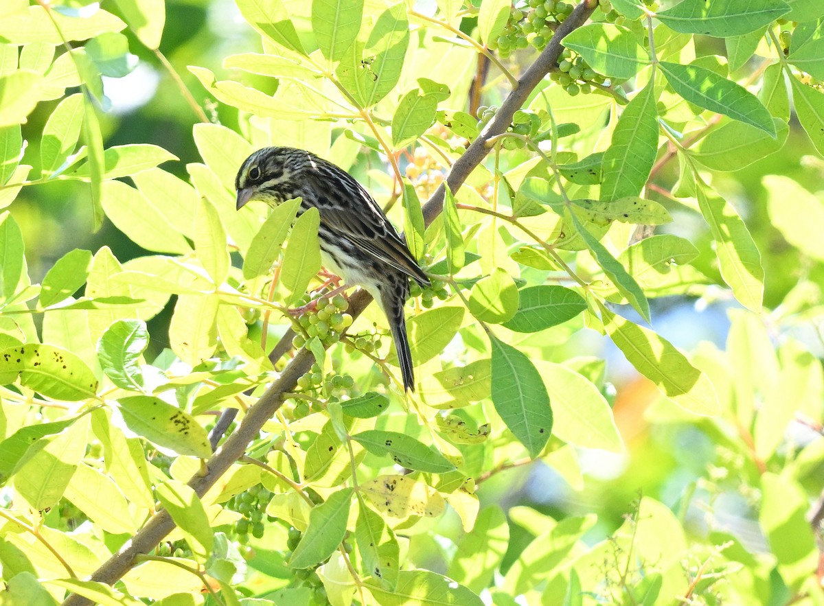 Savannah Sparrow - ML644587345