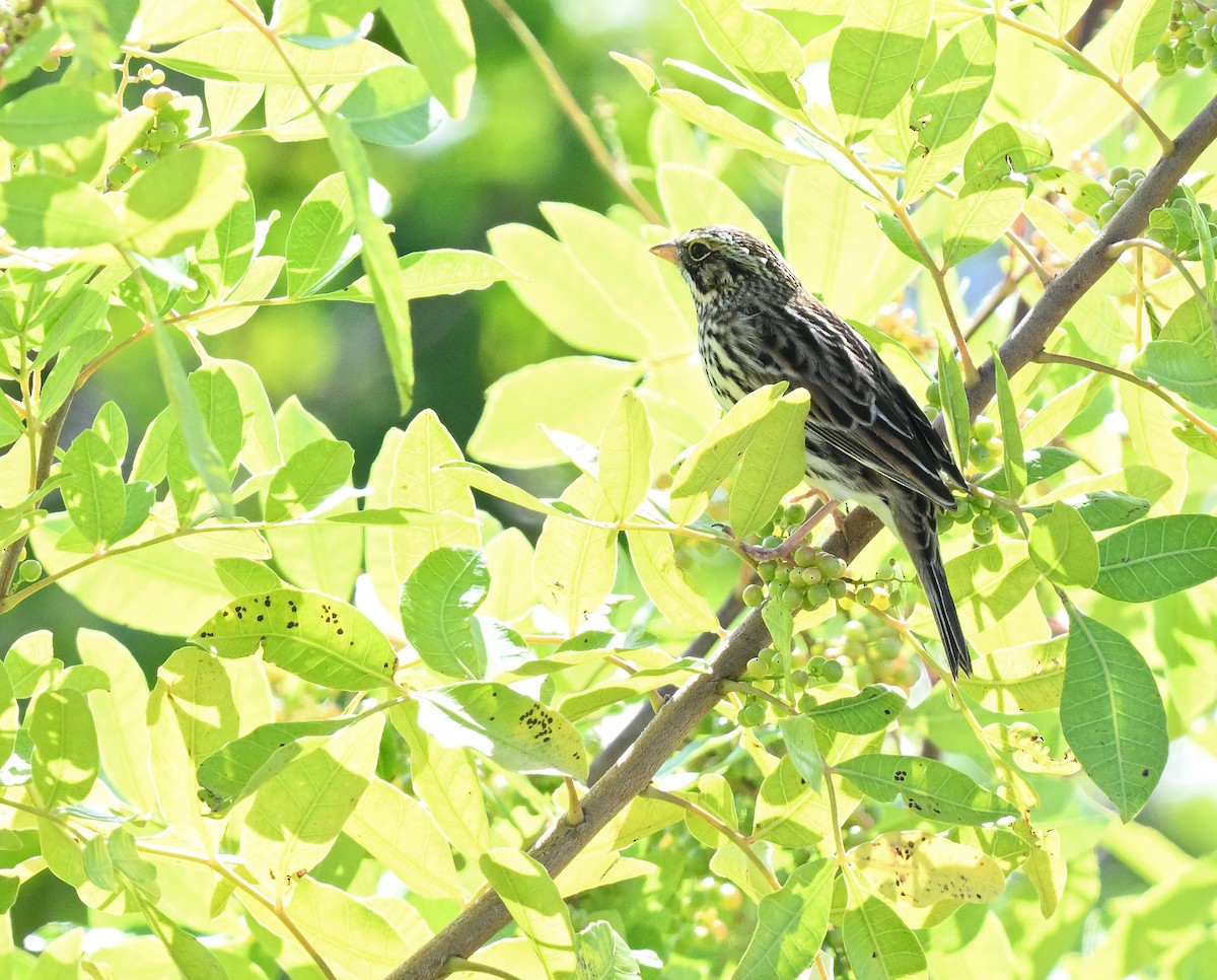 Savannah Sparrow - ML644587346
