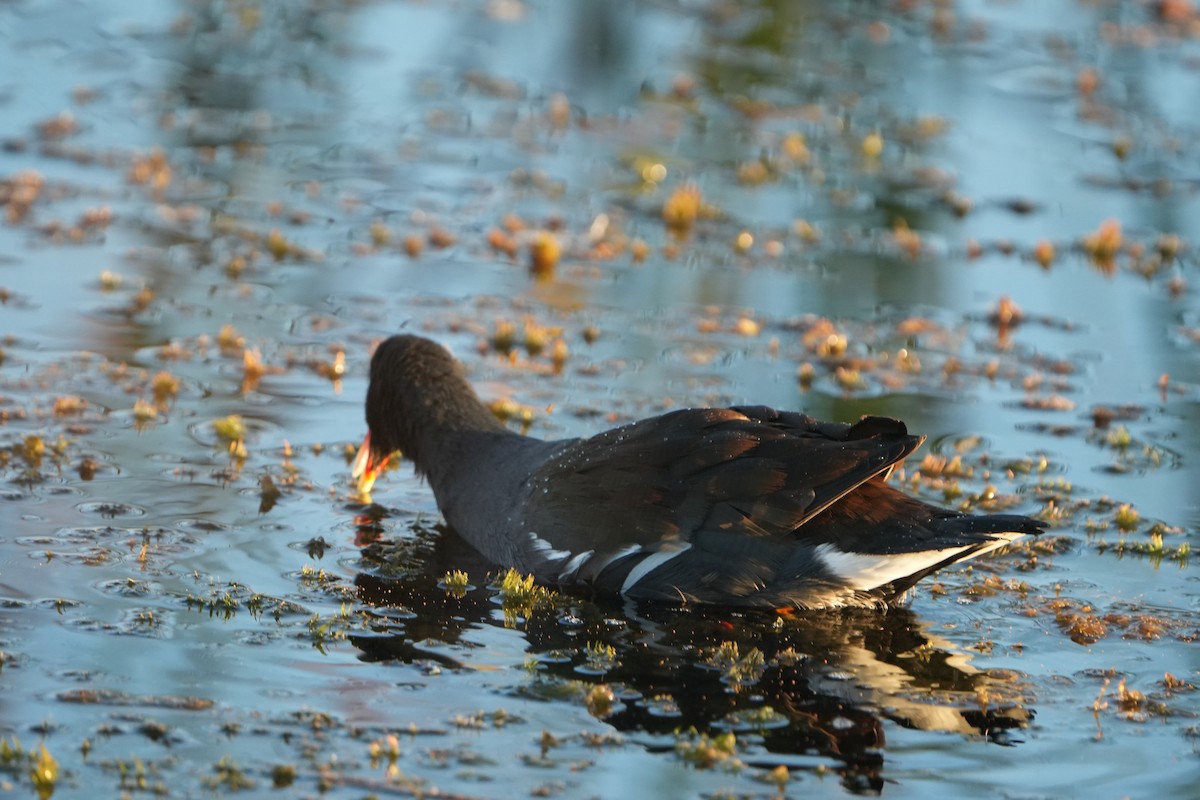 Uroilo amerikarra - ML644587354