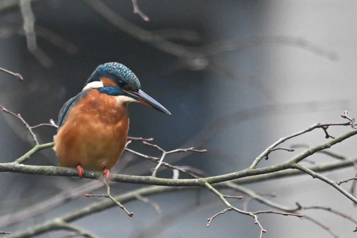 Common Kingfisher - ML644587369