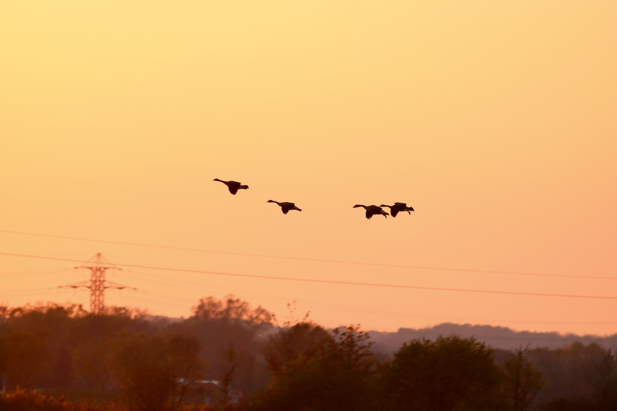 Казарка канадська - ML644587370