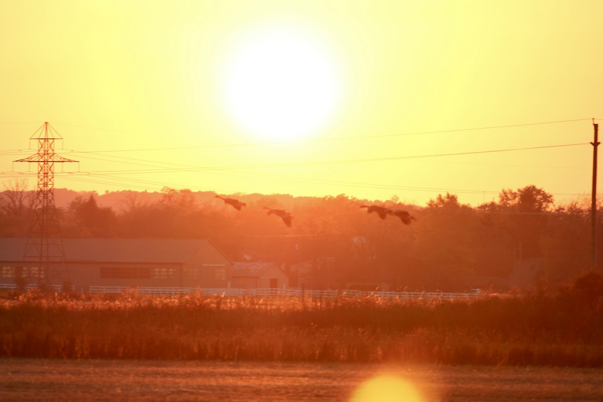 Казарка канадська - ML644587371