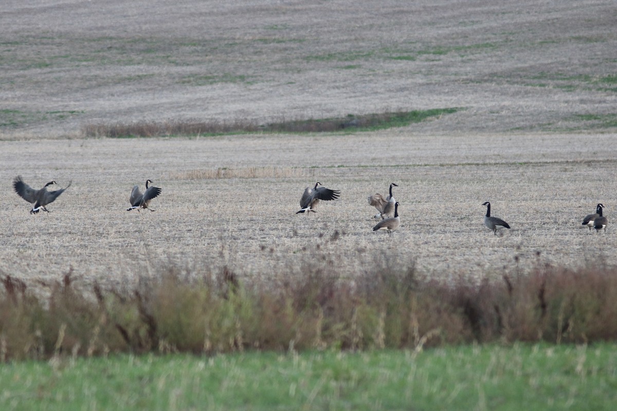 Казарка канадська - ML644587372