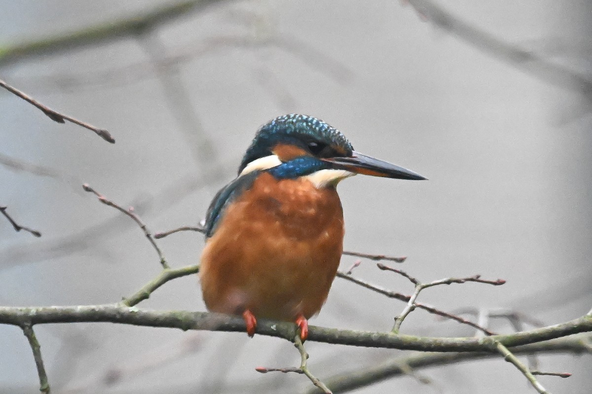 Common Kingfisher - ML644587373