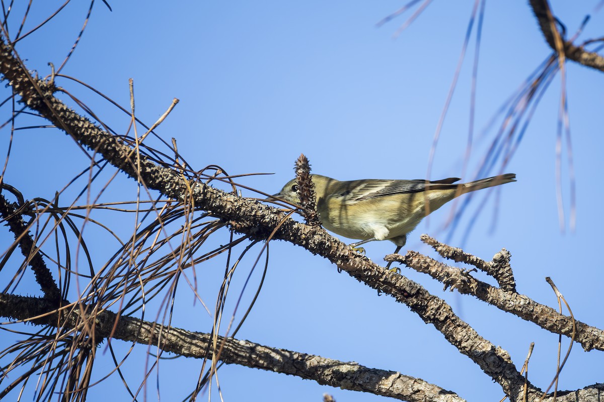 Kiefernwaldsänger - ML644587374