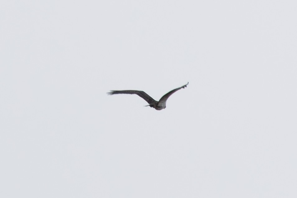 Osprey - ML644587382
