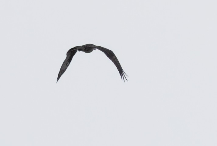 Osprey - ML644587384