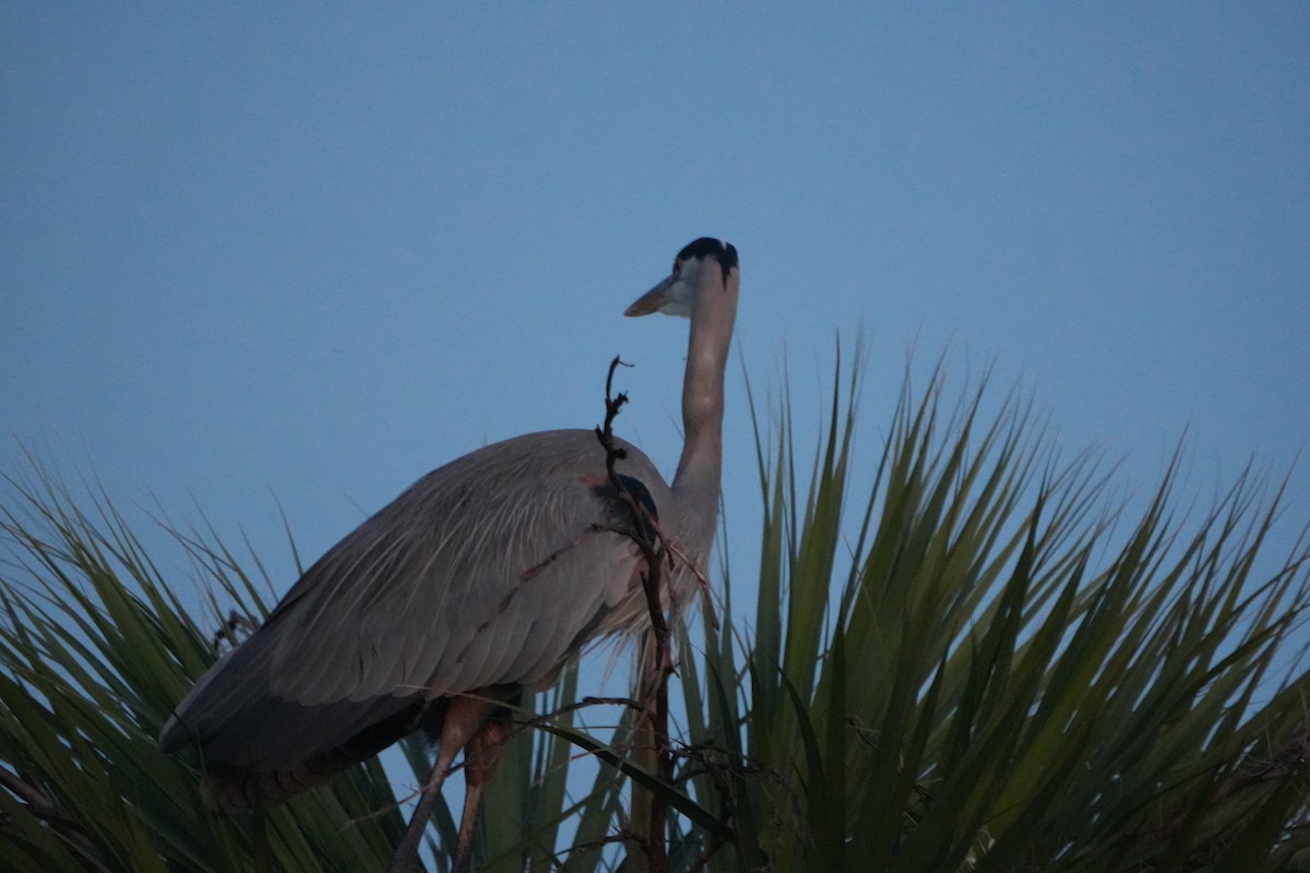 Amerika Gri Balıkçılı - ML644587388