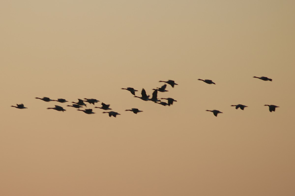 Казарка канадська - ML644587396